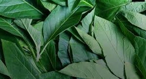 Cassava Leaves