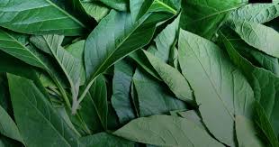 Cassava Leaves